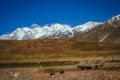 Mountain shepherds Royalty Free Stock Photo