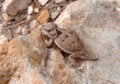 Mountain Short-horned Lizard Royalty Free Stock Photo