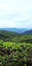 Mountain Silhoette and Tea Plantation View