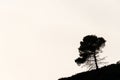 Mountain Silhouette: Pine Tree Silhouette Against Overexposed Sky Royalty Free Stock Photo