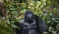 Gorilla in Bwindi Impenetrable National Park in Uganda. Royalty Free Stock Photo