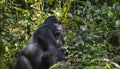 Gorilla in Bwindi Impenetrable National Park in Uganda. Royalty Free Stock Photo