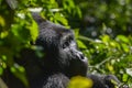 Gorilla in Bwindi Impenetrable National Park in Uganda. Royalty Free Stock Photo