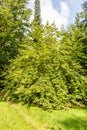 Mountain silverbell, Halesia monticola, in an Dutch Arboretum