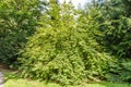 Mountain silverbell, Halesia monticola