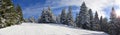 Mountain ski slope through silver forest