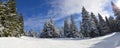 Mountain ski slope through white forest