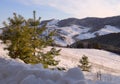 The mountain slope behind the small fir trees