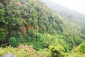 Mountain slope cliffs full of green trees Royalty Free Stock Photo