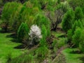 Mountain slope covered with green spring forest and lonely wild blooming cherry tree with white flowers Royalty Free Stock Photo