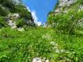 Mountain slope full of blooming wildflowers Royalty Free Stock Photo