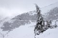 Mountain slope with road and a lone fir tree Royalty Free Stock Photo