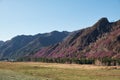 Mountain slopes covered by Rhododendron dauricum bushes with flowers popular names bagulnik, maralnik