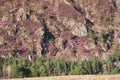 Mountain slopes covered by Rhododendron dauricum bushes with flowers popular names bagulnik, maralnik