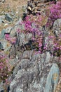 Mountain slopes covered by Rhododendron dauricum bushes with flowers popular names bagulnik, maralnik