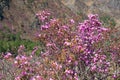 Mountain slopes covered by Rhododendron dauricum bushes with flowers popular names bagulnik, maralnik