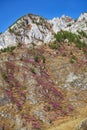 Mountain slopes covered by Rhododendron dauricum bushes with flowers popular names bagulnik, maralnik