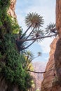 Mountain slopes overgrown with green plants and palms in the gorge Wadi Al Ghuwayr or An Nakhil and wadi Al Dathneh near Amman in