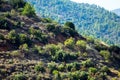 Mountain slopes with trees, terrases and roads in the Troodos re