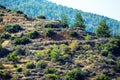 Mountain slopes with trees, terrases and roads in the Troodos re