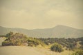 Junipers and pines on the slopes Royalty Free Stock Photo