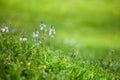 Mountain small flowers with green background.