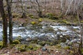 Mountain small river flowing among moss-grown stones Royalty Free Stock Photo