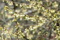 Mountain snowdrop (halesia monticola) tree Royalty Free Stock Photo