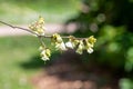 Mountain snowdrop (halesia monticola) tree