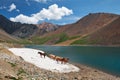 Mountain Spirits Lake in Altai. Herd of horses hides from horseflies on a snowfield