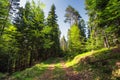 Mountain spring landscape, trail and green grass in the forest.