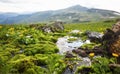 Mountain spring water flowing with green moss vegetation and yellow flowers, alpine fresh clean water spring Royalty Free Stock Photo