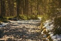 Mountain stone hiking road in the spring coniferous forest. Tatra mountain. Local travel concept Royalty Free Stock Photo