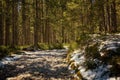 Mountain stone hiking road in the spring coniferous forest. Tatra mountain. Local travel concept Royalty Free Stock Photo