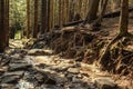 Mountain stone hiking road in the spring coniferous forest. Tatra mountain. Local travel concept Royalty Free Stock Photo