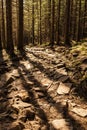 Mountain stone hiking road in the spring coniferous forest. Tatra mountain. Local travel concept Royalty Free Stock Photo