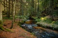 Mountain stream in the Bohemian Forest, Sumava national park, Nova Pec, Czech Republic Royalty Free Stock Photo