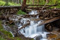 Mountain stream cascades over and through downed trees