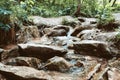 Mountain stream with clean drinking water among the rocks around the branches and foliage old Royalty Free Stock Photo