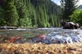 Mountain Stream In Colorado Royalty Free Stock Photo