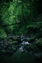 mountain stream in the dark thickets of dense forest on the slope of the mountains Royalty Free Stock Photo