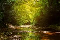 Mountain stream in the evening sun