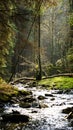 Mountain stream in the fairy forest