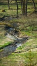 Mountain stream in the fairy forest Royalty Free Stock Photo