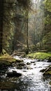 Mountain stream in the fairy forest Royalty Free Stock Photo