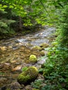 Mountain stream flow in the european forest