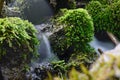 Mountain stream flowing through the forest, among the stones overgrown with green vegetation Royalty Free Stock Photo