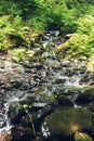 Mountain stream flowing over the mossy stones in a summer forest. Rosa Khutor Alpine Resort. Estosadok, Sochi, Russia Royalty Free Stock Photo