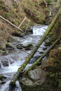 Mountain stream flowing through the woods. Royalty Free Stock Photo