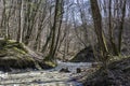 The mountain stream